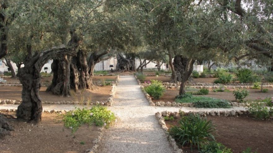In Jerusalem, trees producing the olives of Gethsemane are set in the small grove pictured here. The grove is revered by Christians because of its connection to Jesus. Credit: Juandev via Wikimedia Commons.