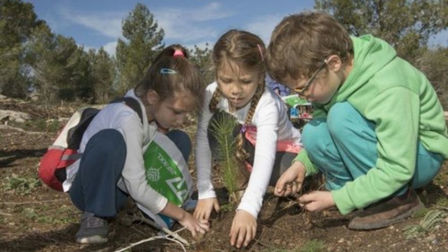 Planting in Israel as part of the monthlong nationwide campaign organized by KKL-JNF in advance of Tu B'Shevat. Credit: Yossi Aloni.