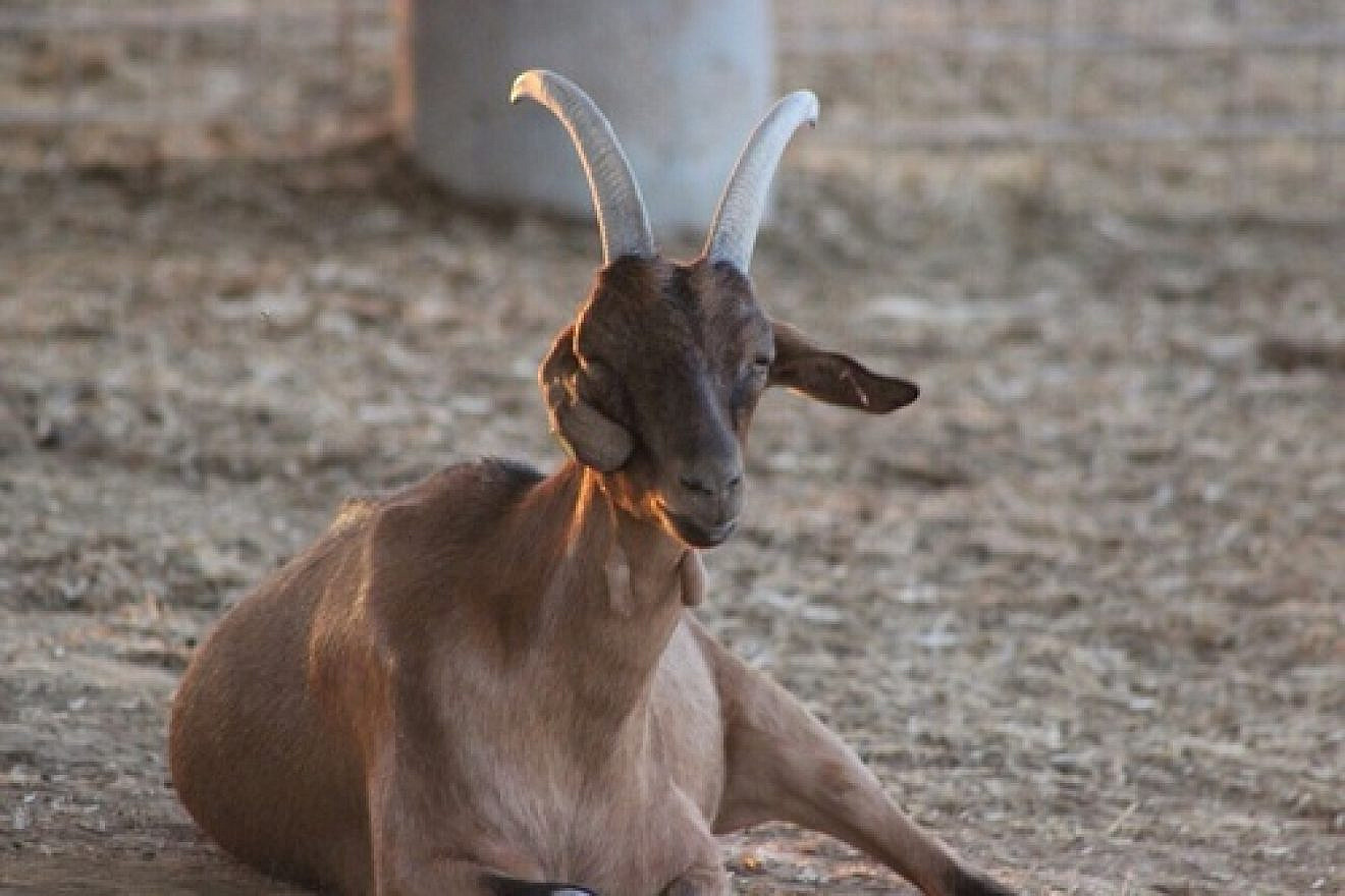 Click photo to download. Caption: One of the stolen goats found by the HaShomer HaChadash (“The New Guardian” in Hebrew) organization. Credit: Courtesy Jewish National Fund.