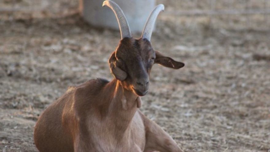 Click photo to download. Caption: One of the stolen goats found by the HaShomer HaChadash (“The New Guardian” in Hebrew) organization. Credit: Courtesy Jewish National Fund.
