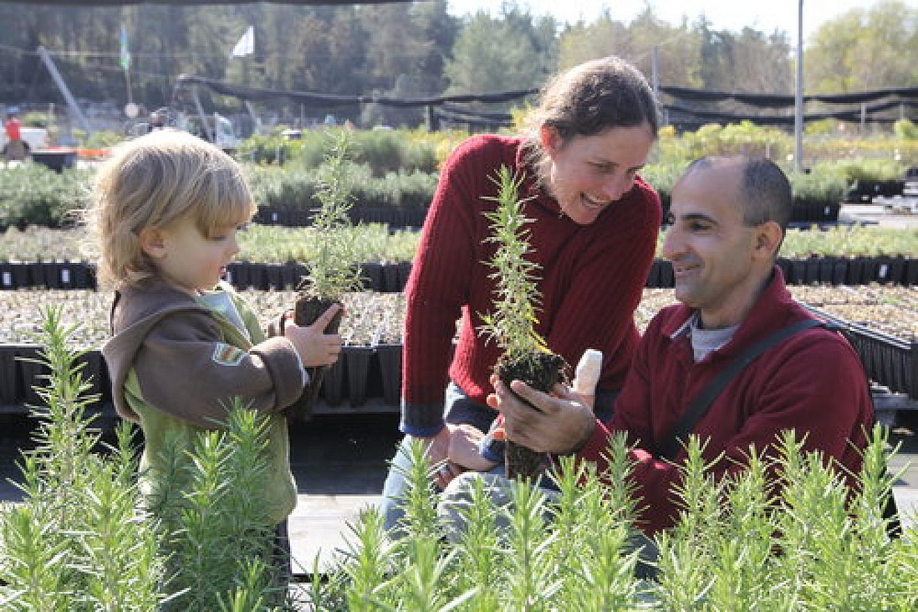 A family chooses plants in central Israel’s Eshtaul nursery for Tu B'Shvat in January 2011. Credit: Nati Shohat/Flash90