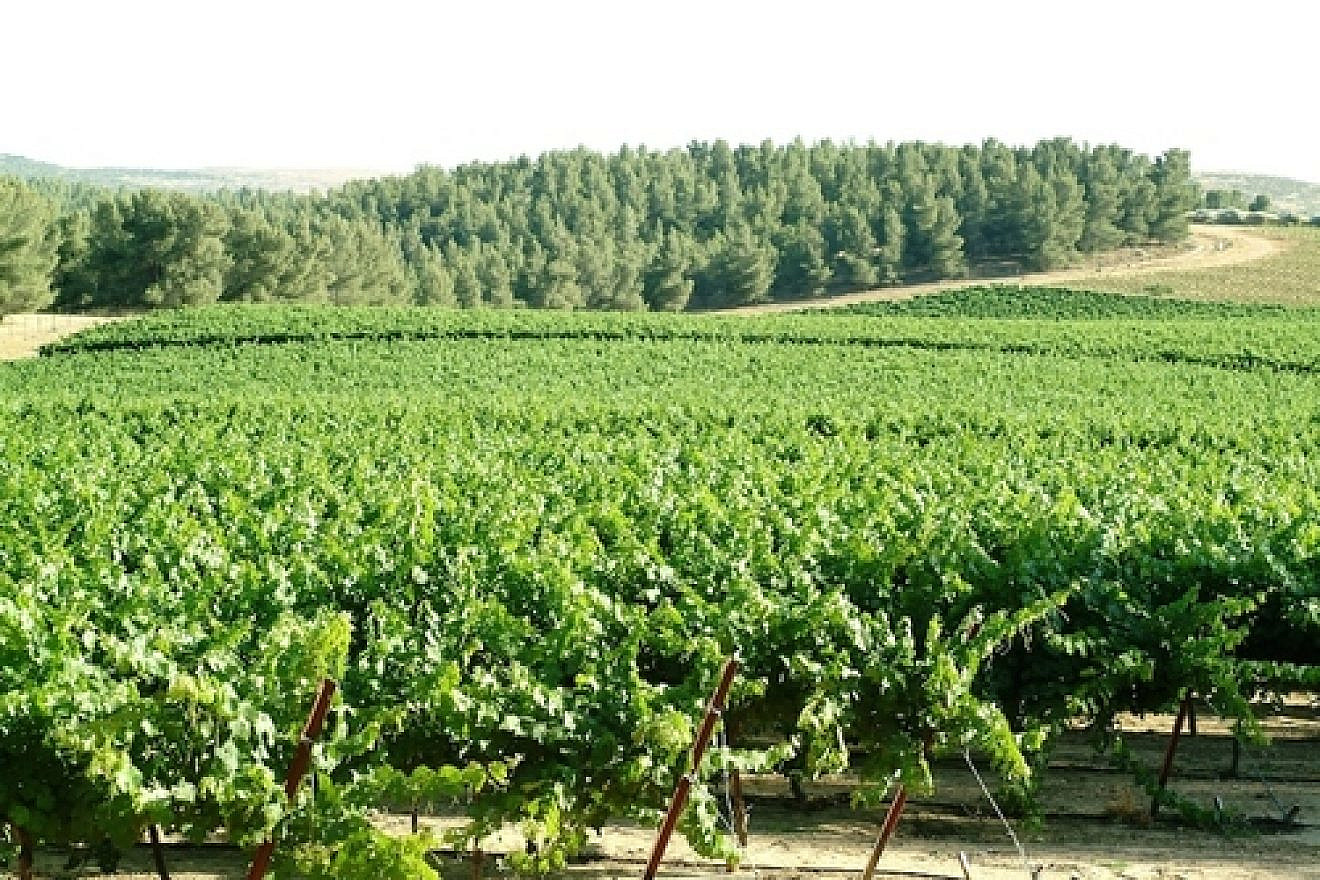 A forest-based, but also desert-based, vineyard of Israel's Yatir Winery. Credit: Yatir Winery.