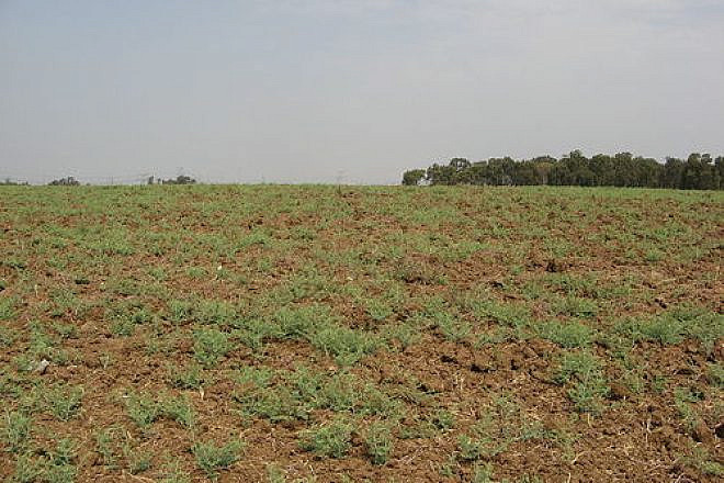 Caption: A field near Rosh HaAyin in Israel, left barren for the 2007-2008 sabbatical year of Shmita. Credit: Yaakov via Wikimedia Commons.