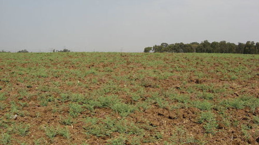 Click photo to download. Caption: A field near Rosh HaAyin in Israel, left barren for the 2007-2008 sabbatical year of Shmita. Credit: Yaakov via Wikimedia Commons.