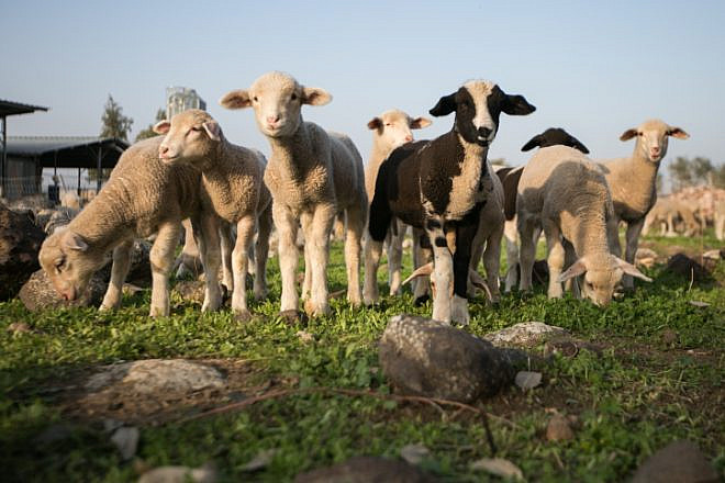 Lambs graze at a farm in the Golan Heights in northern Israel, Jan. 14, 2018. Photo by Maor Kinsbursky/Flash90.