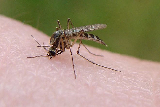 A mosquito. Source: Wikimedia Commons.