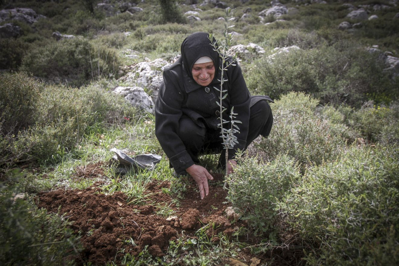 A Palestinian woman plants olive trees near the Israeli settlement of Kfar Tapuach in Judea and Samaria. March 22, 2017. Photo by Nasser Ishtayeh/Flash90.