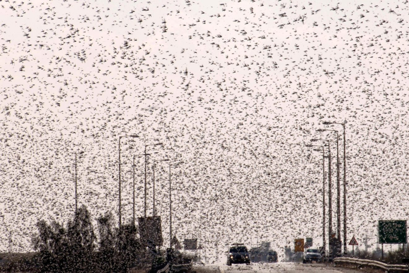 DGCA says locust swarms pose threat to aircraft during landing and takeoff  phase, issues guidelines - Oneindia News