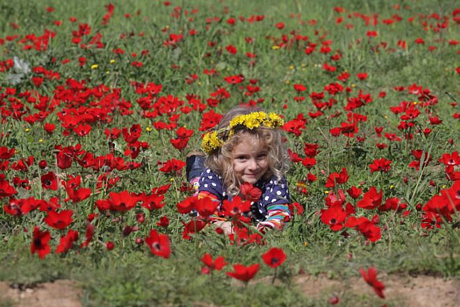Enjoying the bloom of wild red anemones in southern Israel on Feb. 3, 2018. Photo by Nati Shohat/Flash90.