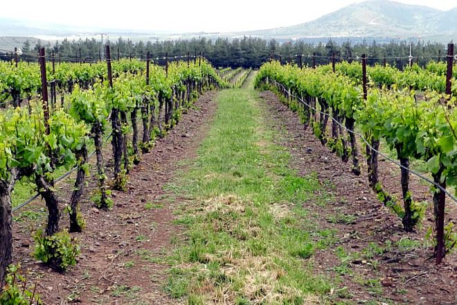 An organic vineyard in the Golan Heights. Credit: Hedva Sanderovitz via Wikimedia Commons.