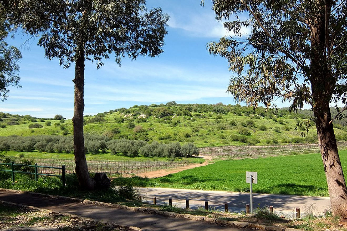 A hill near Moshav Tzafririm. Credit: David Bena Wikimedia Commons.