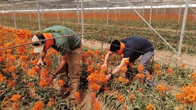Volunteers from Jewish National Fund-USA affiliate's HaShomer HaChadash picked flowers for some of Israel’s 192,000 living Holocaust survivors timed to Yom Hashoah, April 20-21, 2020. Courtesy: JNF.