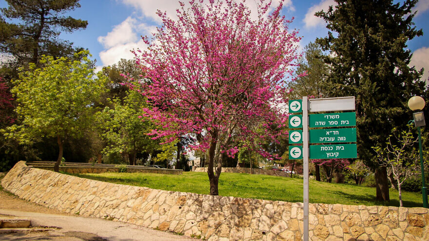 Spring has sprung in Israel while residents, for the most part, have been inside during Passover. Here, a view of Kfar Etzion on April 12, 2020. Photo by Gershon Elinson/Flash90.