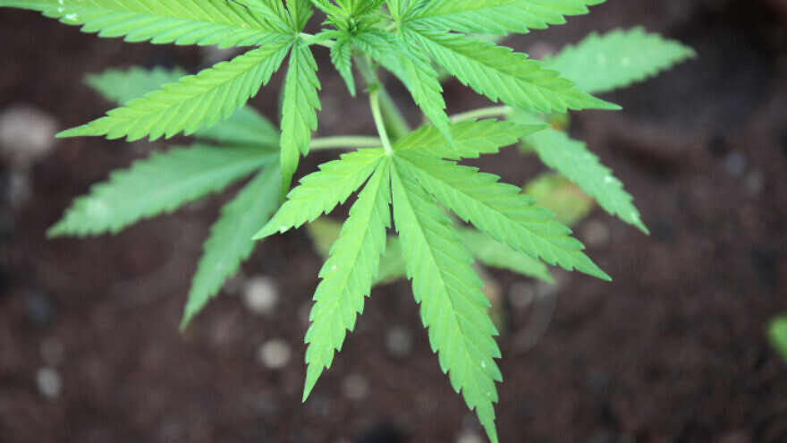 Cannabis, also known as marijuana, June 10 2011. Photo by Yossi Zamir/Flash 90.