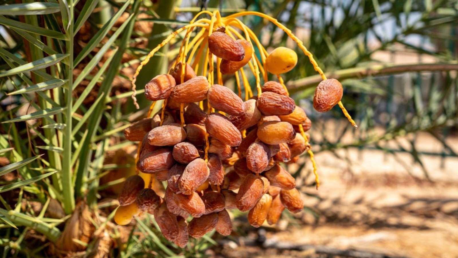 Scientists grow fresh dates from a sixthcentury BCE seed