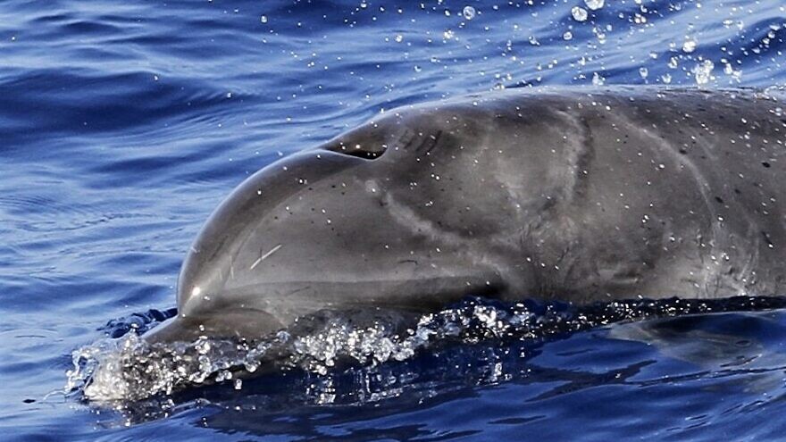 A dolphin was photographed with scars after it was attacked by a shark, spotted off the coast of Ashdod by researchers from the University of Haifa. Credit: Courtesy.