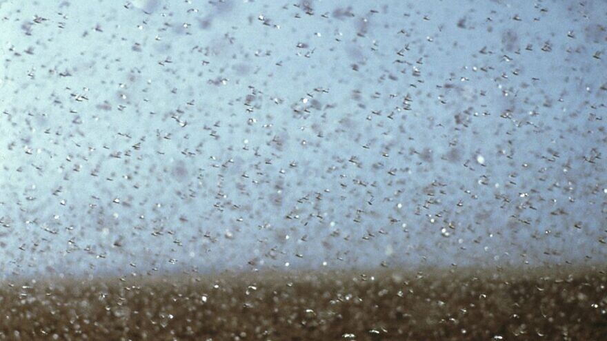 A migrating locust swarm. Credit: CSIRO via Wikimedia Commons.