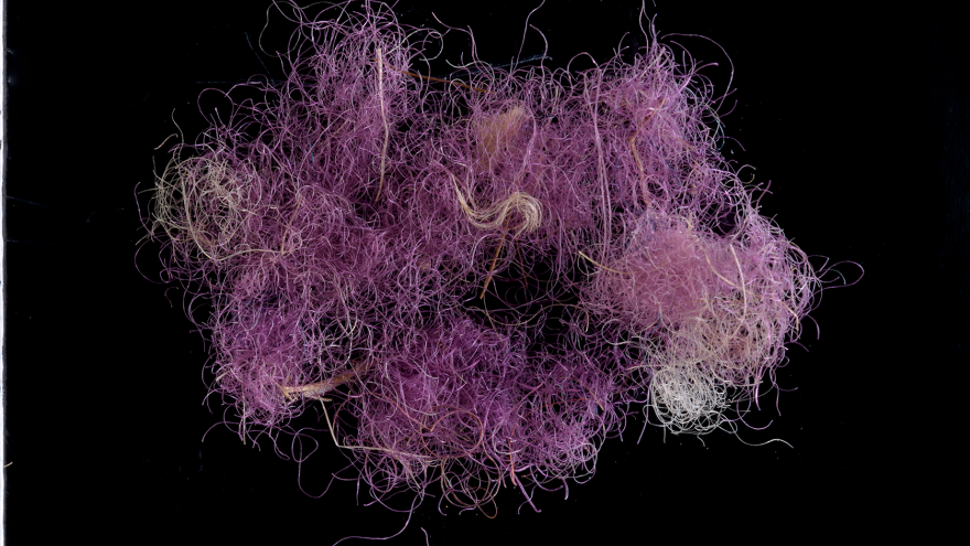 Wool fibers dyed with Royal Purple, dating to approximately 1,000 BCE, found in the Timna Valley in southern Israel. Photo by Dafna Gazit, courtesy of the Israel Antiquities Authority.