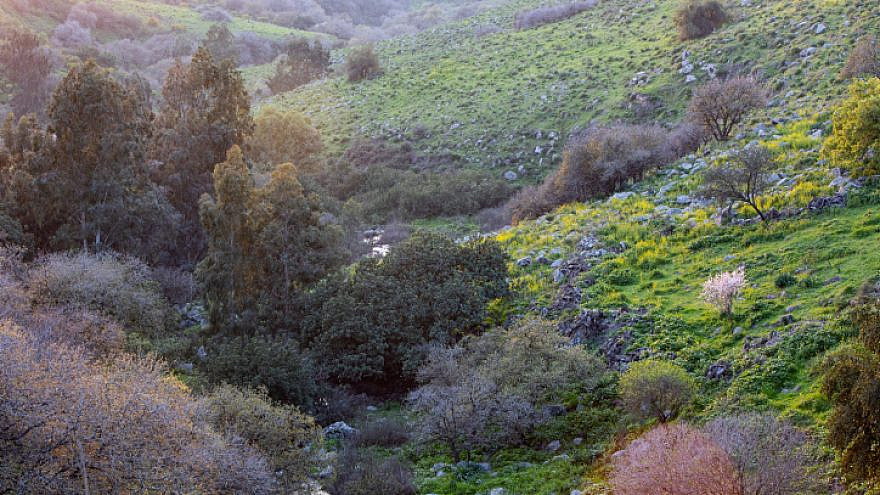 View of the Nahal Meitzar Nature Reserve in the southern Golan Heights, Feb. 6, 2021. Photo by Maor Kinsbursky/Flash90.