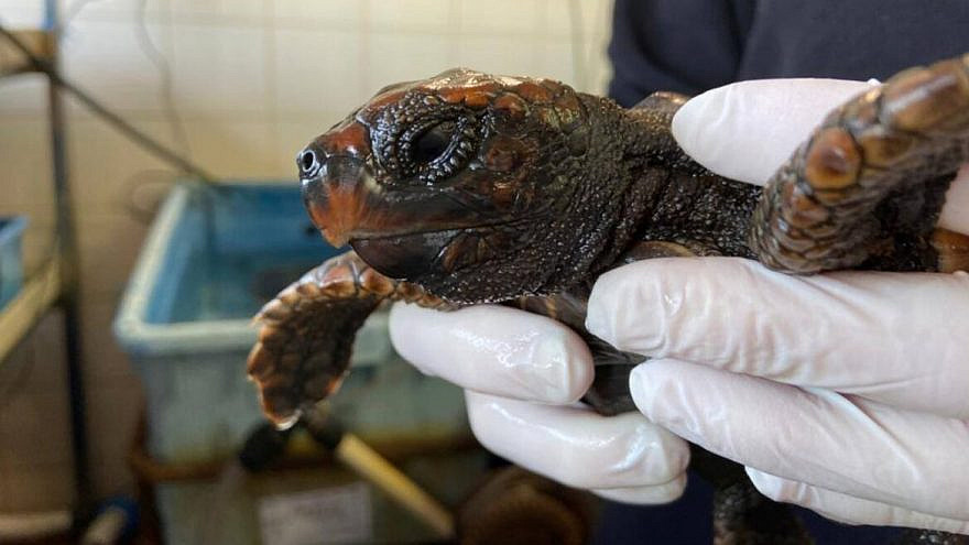 A sea turtle encrusted with tar from a spill off Israel’s coast. Photo courtesy of Israel National Sea Turtle Rescue Center.
