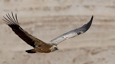A guide to Israel's fabulous feathered friends - JNS.org