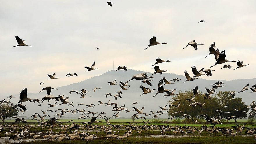 Israel is home to more than 220 bird species, some rare and some far more common. Photo by Mendy Hechtman/Flash90.