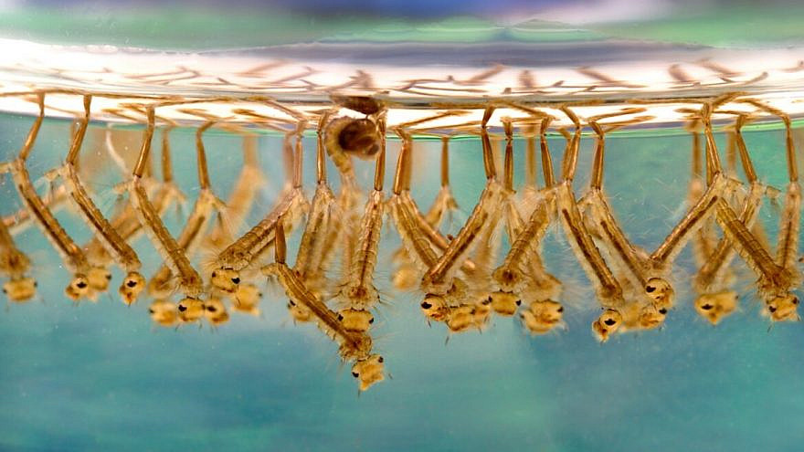 Mosquito larvae in stagnant water. Credit: James Gathany of the CDC in PLoS Biology, courtesy of Wikimedia Commons.
