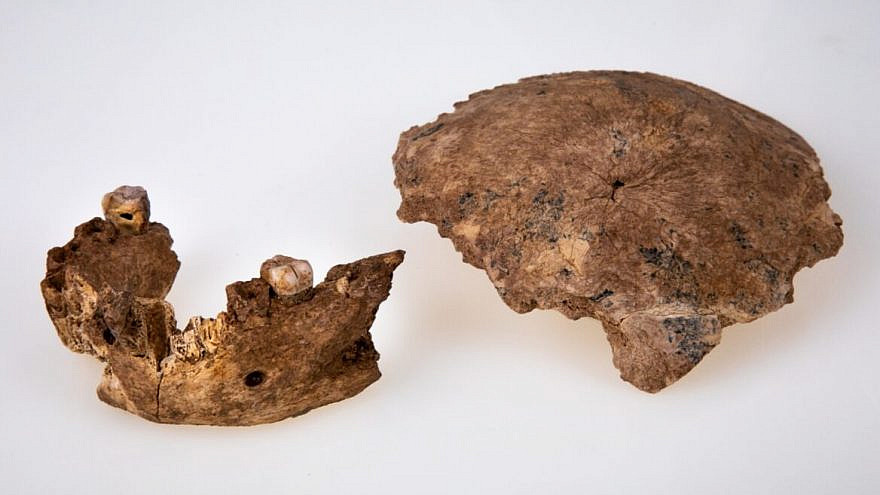 Fossil remains of skull and jaw. Photo courtesy of Tel Aviv University.