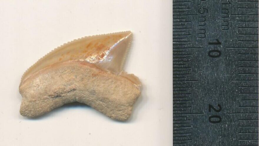 A prehistoric shark tooth found in Jerusalem’s City of David. Photo by Omri Lernau.