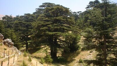 A cedar forest in El-Arz, Bsharri, Lebanon, Dec. 1, 2006. Credit: Wikimedia Commons.