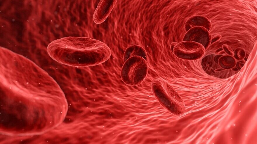 Blood system image. Credit: Pixabay.