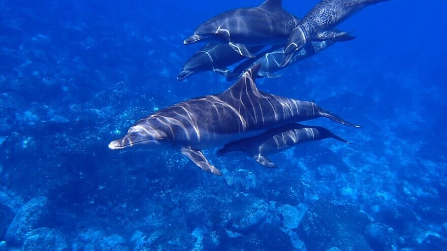 Dolphins. Credit: Pixabay.
