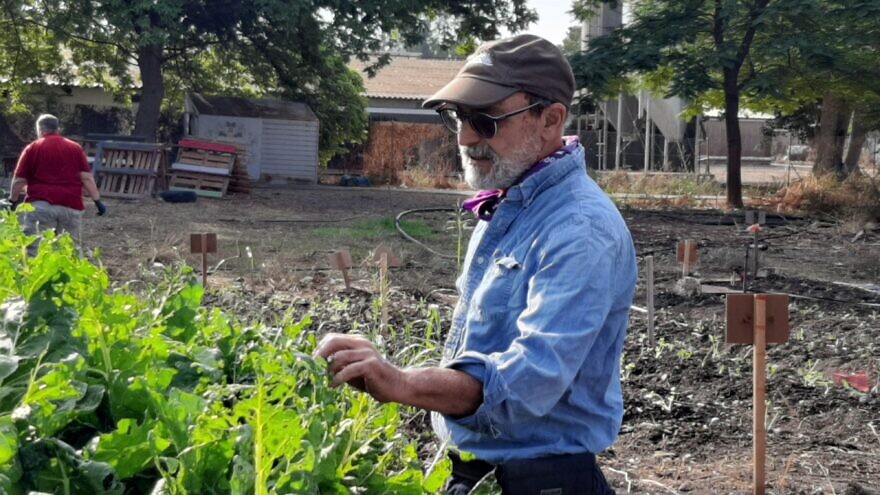 Menachem Stolpner, a former social worker in New York City who founded and directs Shai Asher—a nonprofit apprenticeship career-training program in Israel for people with disabilities—inspects crops. It receives support from the Good People's Fund. Credit: Courtesy.