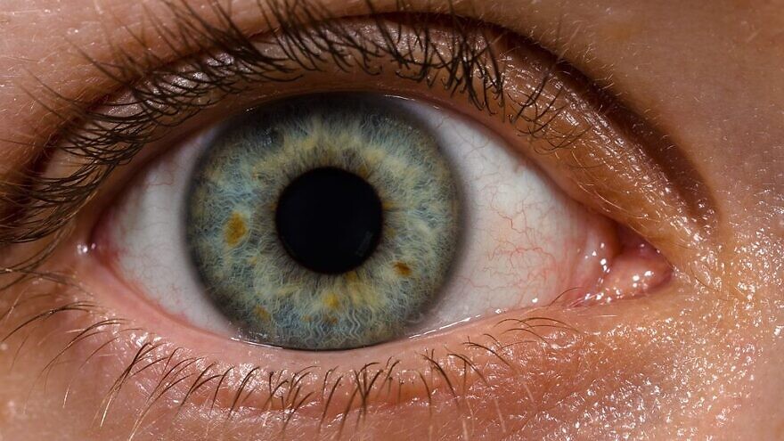 Human eye. Credit: Wikimedia.