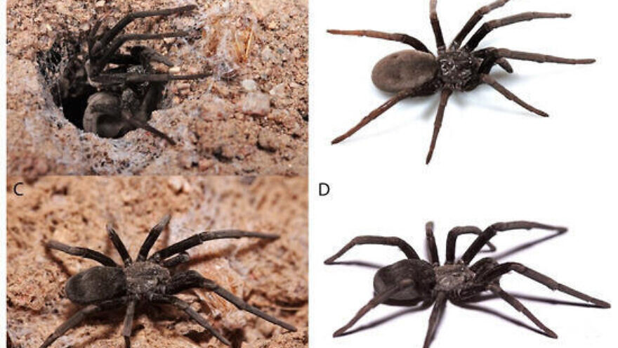 A new spider species, Sahastata aravaensis, was found in southern Israel. Credit: Shlomi Aharon/Hebrew University of Jerusalem.