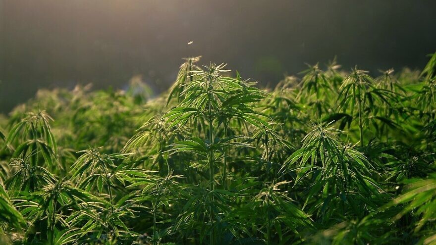 Marijuana, or cannabis. Credit: Pixabay.