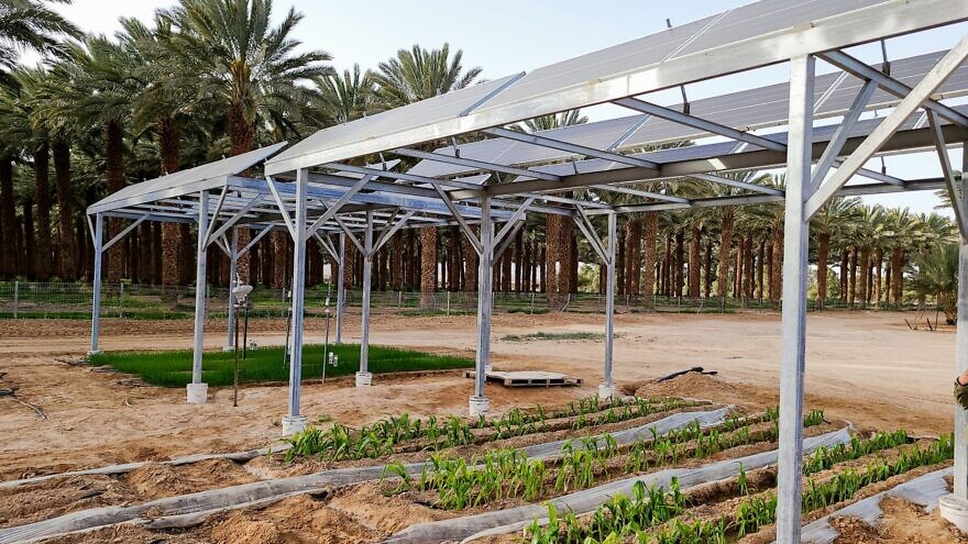 Research into Agrivoltaic Panels sponsored by the Kasser Joint Institute is taking place in Eilot, Israel.