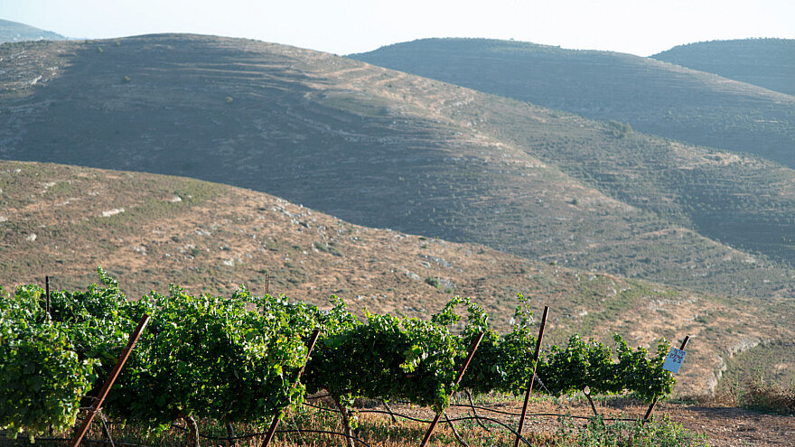 The Judea and Samaria hills where Shiloh Winery is located. Credit: Wine on the Vine.