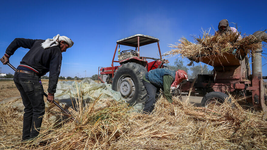 Palestinian farmers collect wheat stalks during the annual harvest season at a field in Rafah, in the southern Gaza Strip, on May 8, 2022. Photo by Abed Rahim Khatib/Flash90.