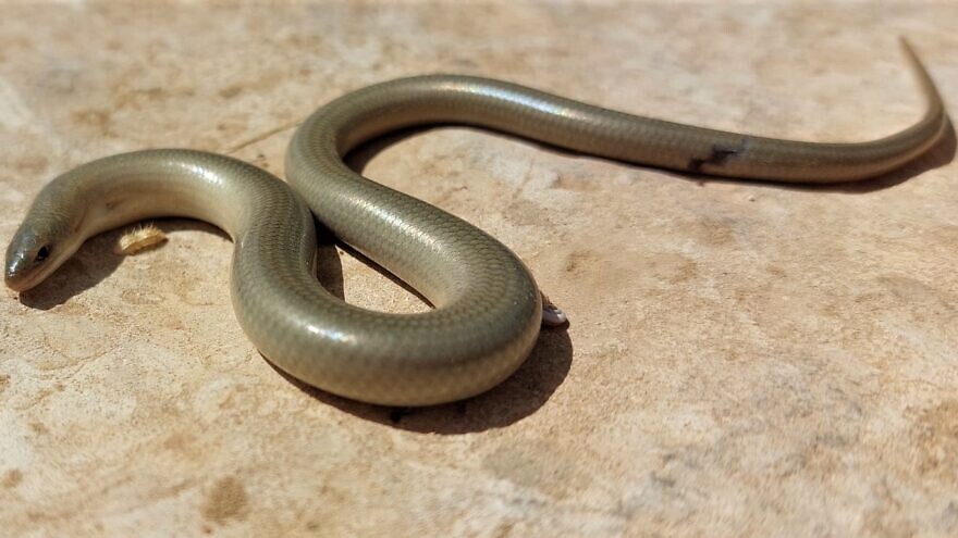 Ophiomorus latastii snake. Photo by Professor Shai Meiri, Tel Aviv University.