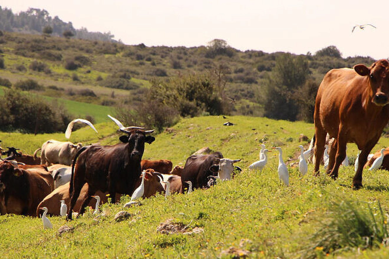 Cows graze near Nehusha Junction, Feb. 10, 2021. Photo by Gershon Elinson/Flash90