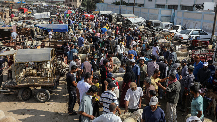 Palestinians choose sheep and cows and camels at a livestock market in Rafah, in the southern Gaza Strip, ahead of the Muslim holiday of Eid al-Adha, July 2, 2022. Photo by Abed Rahim Khatib/Flash90.