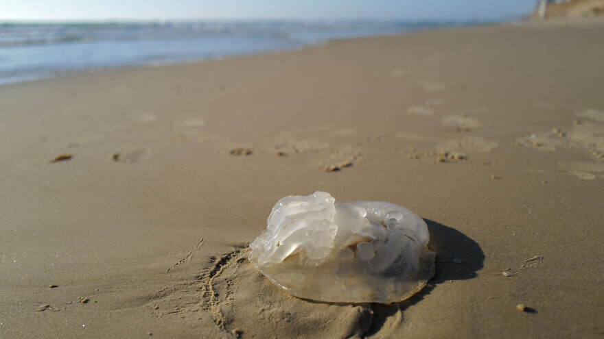 A jellyfish at Poleg beach in Netanya on July 28, 2022. Photo by Michael Giladi/Flash90.