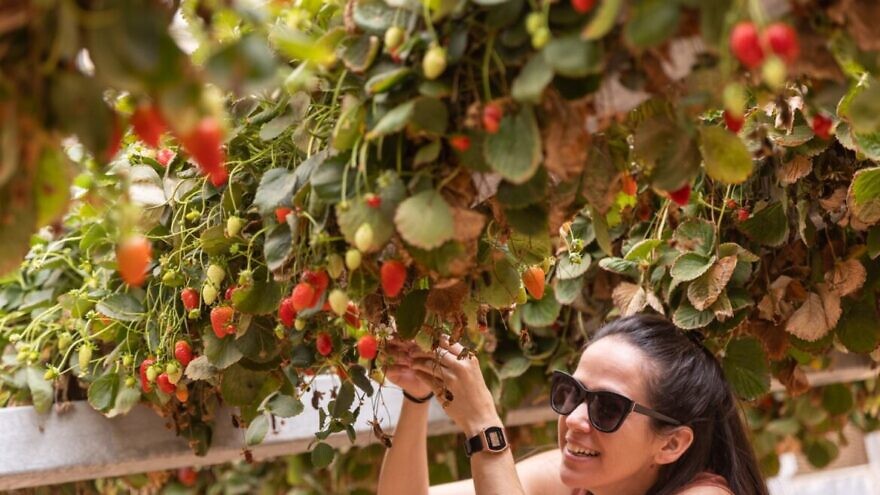 Tanya Pons Allon picking strawberries at Arava R&D Center. Photo by Laura Ben-David.