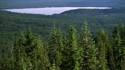 Umpqua National Forest in Oregon. Credit: U.S. Forest Service Pacific Northwest Region via Wikimedia Commons.