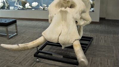 African Bush Elephant skull on exhibit at the Museum of Osteology, Oklahoma City, Okla. Credit: Wikimedia Commons.