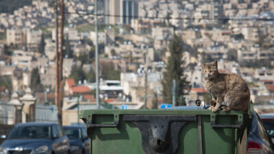 A cat sits on a garbage bin overlooking the Beit Safafa neighborhood in Jerusalem, February 11, 2019. Credit: Hadas Parush/Flash90.