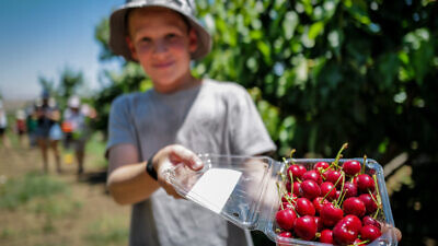 Cherry picking near Kibbutz Ein Zivan in the Golan Heights, on Shavuot, June 5, 2022. Photo by Michael Giladi/ Flash90.