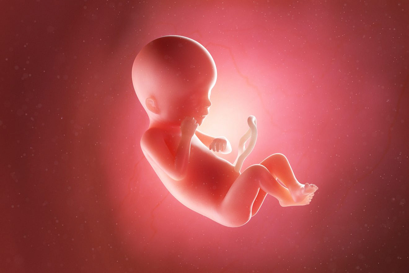 Illustration of a human fetus. Source: Shutterstock