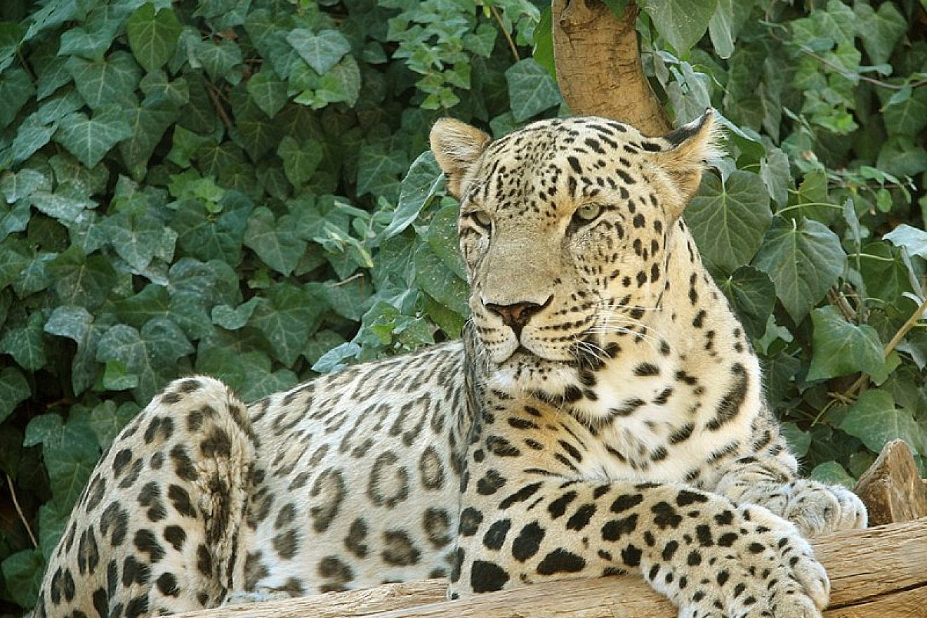 A Persian leopard. Credit: Tamar Assaf via Wikimedia Commons.